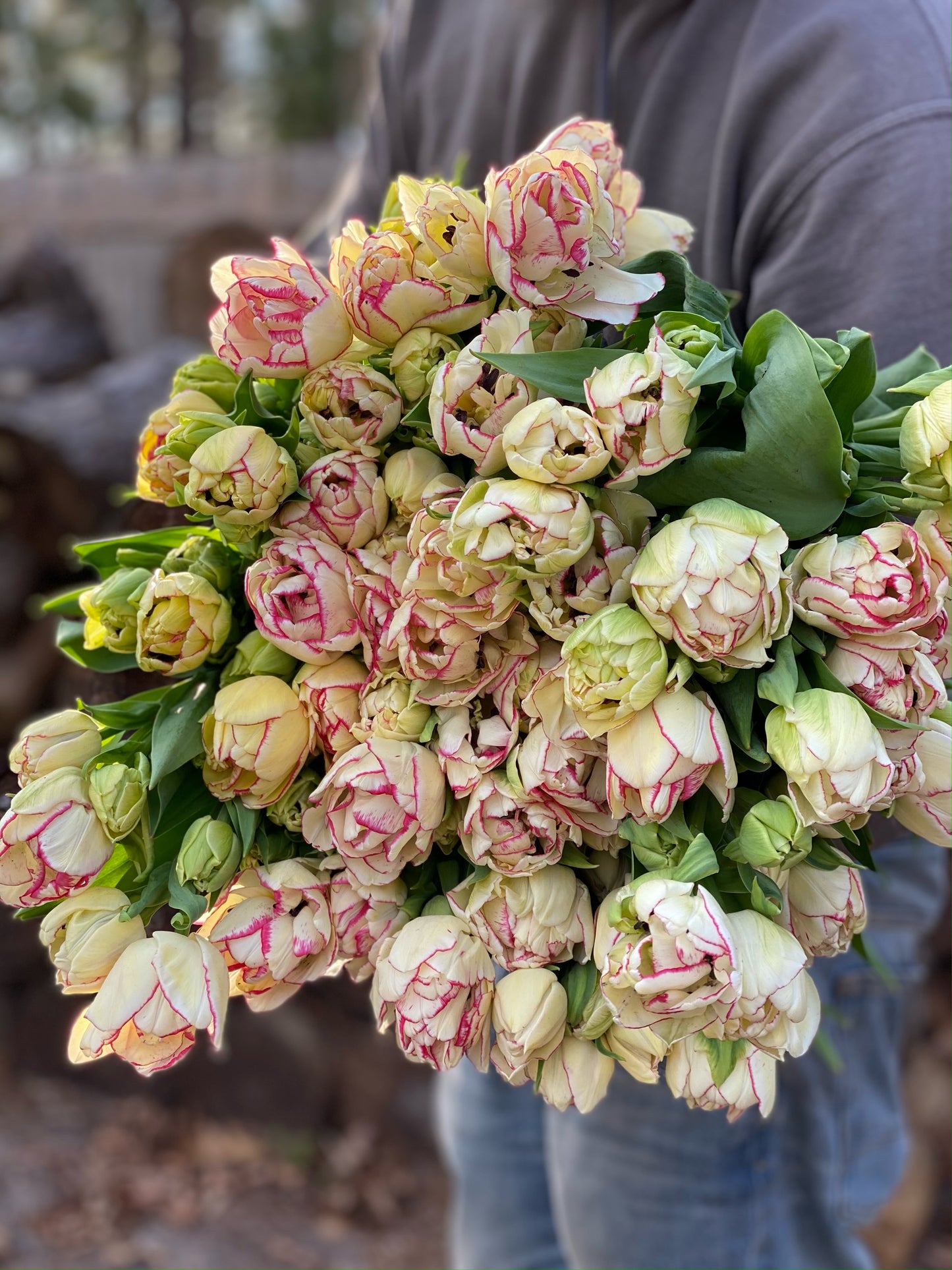 Tulip Share image 3