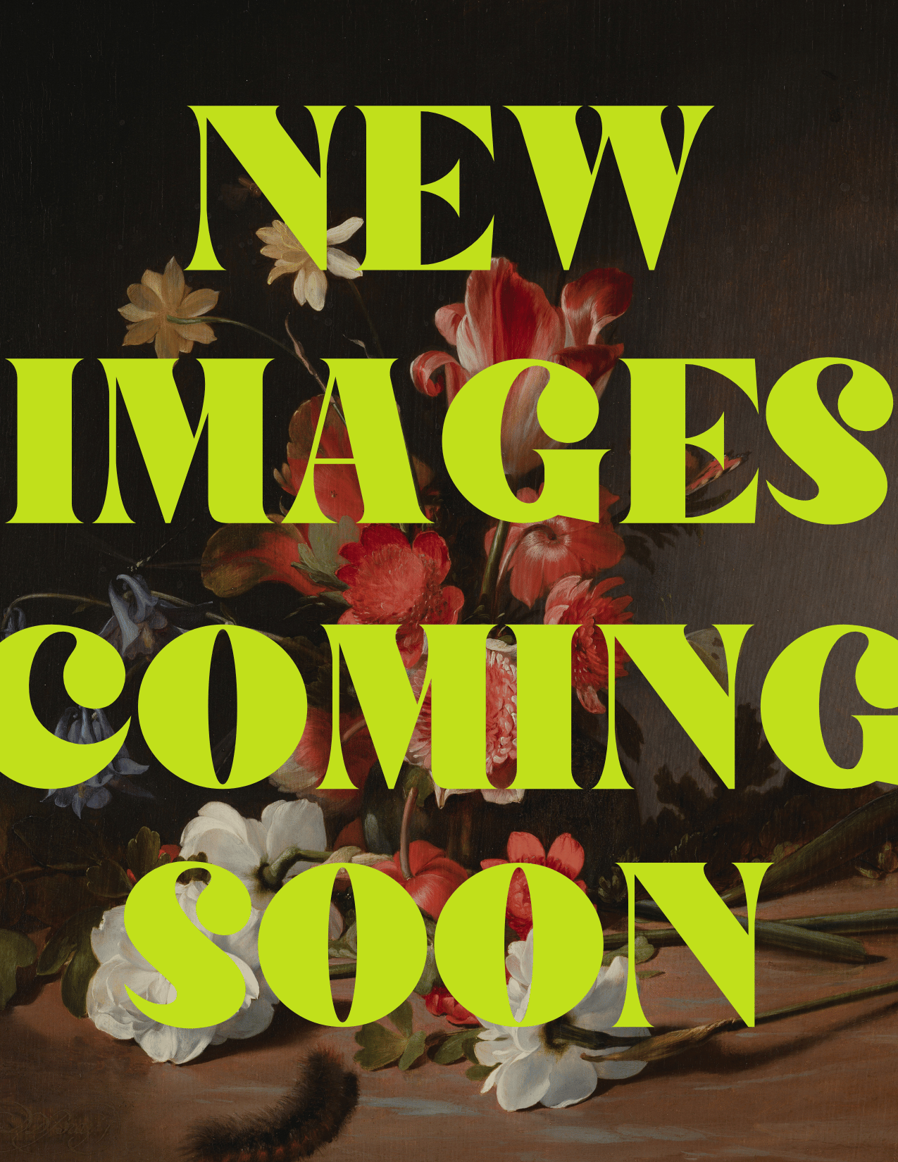 Heirloom Chrysanthemums