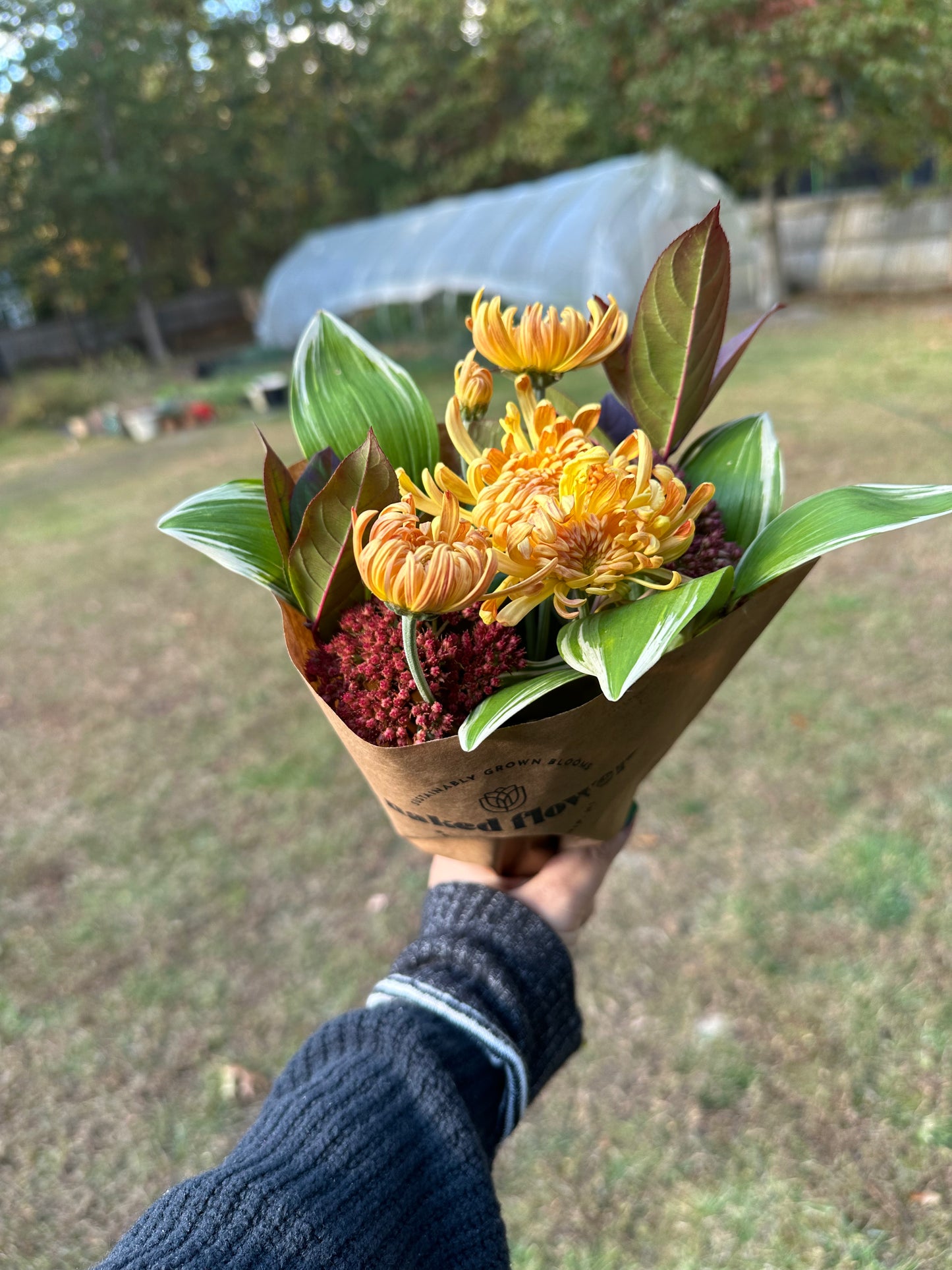 Heirloom Chrysanthemum Rooted Cutting