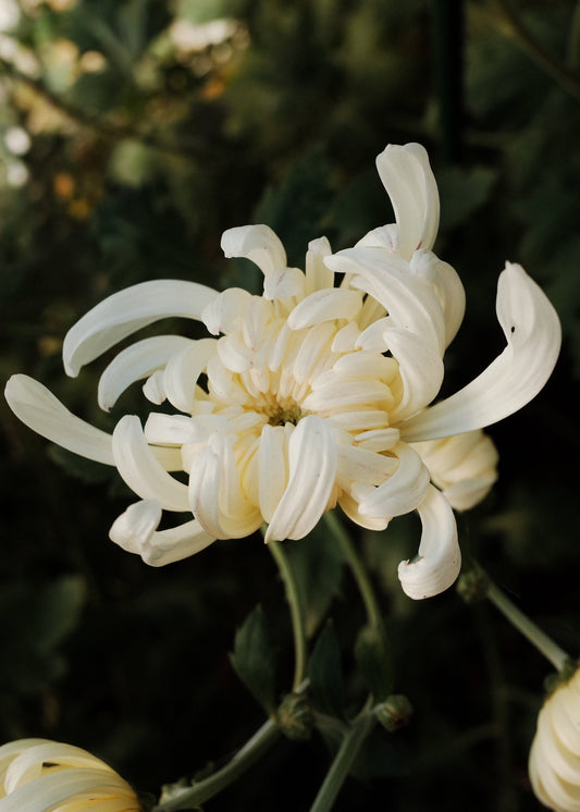 Heirloom Chrysanthemums Bouquet