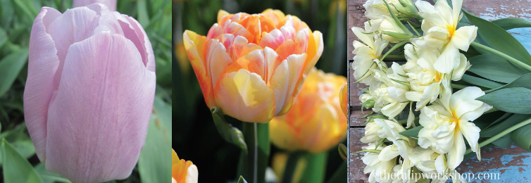Specialty Tulip Bulbs