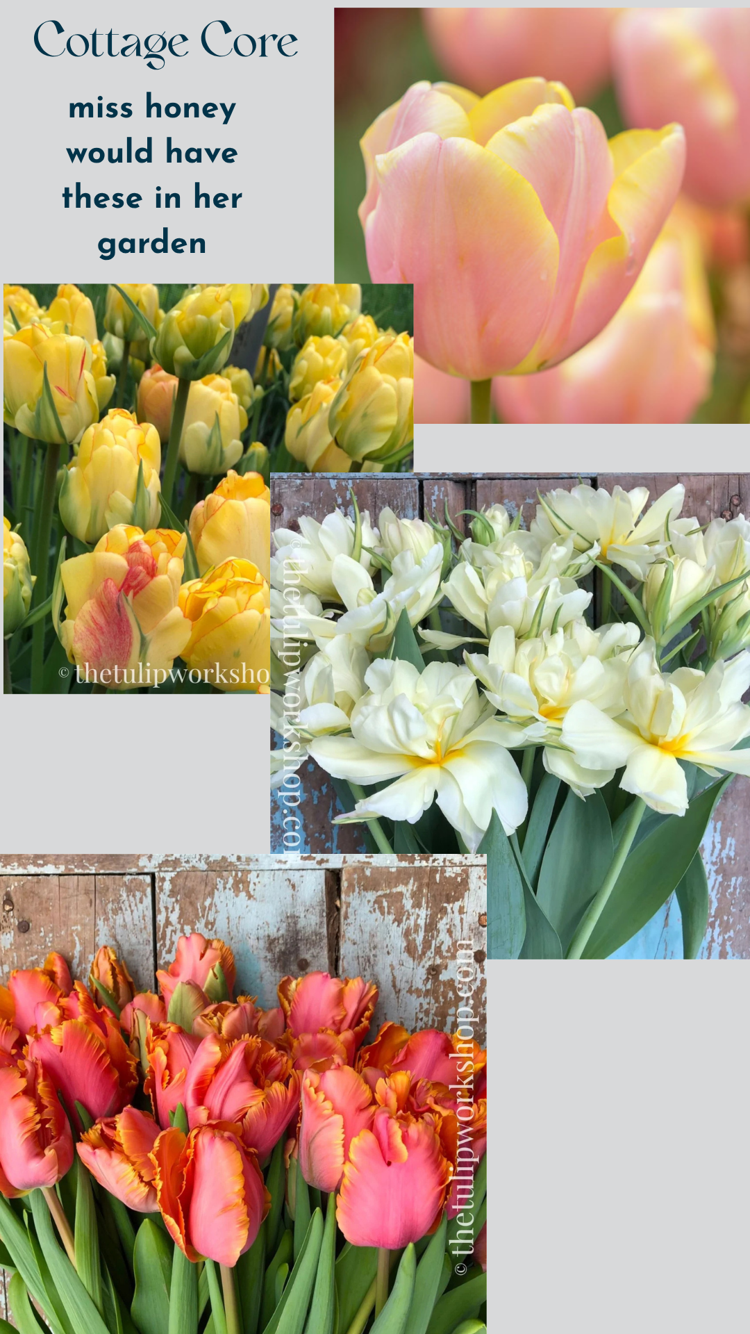 Specialty Tulip Bulbs