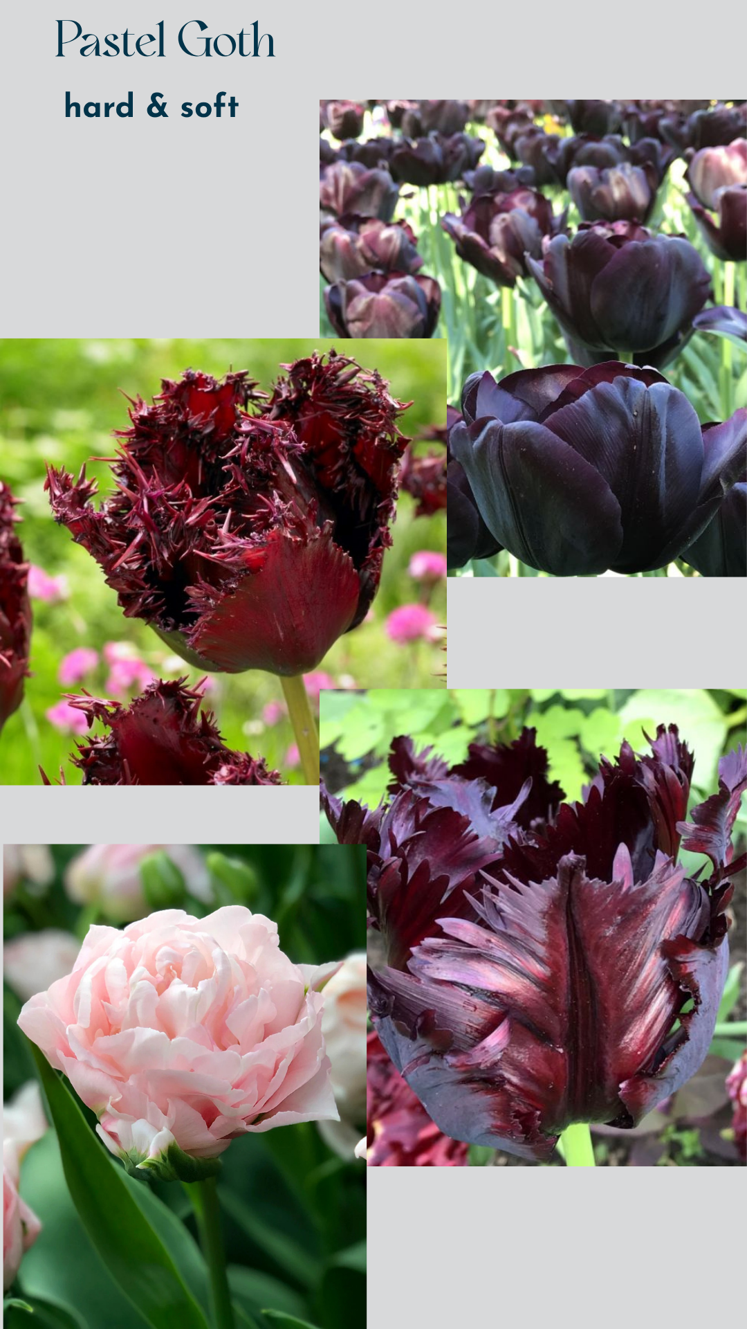 Specialty Tulip Bulbs