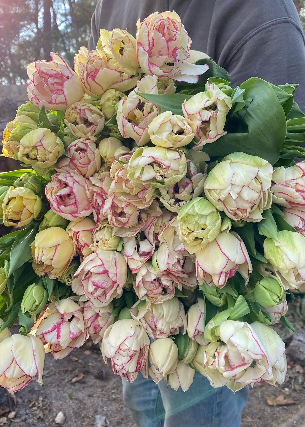 Bouquet of white tulips with pink edges held by a person outdoors.