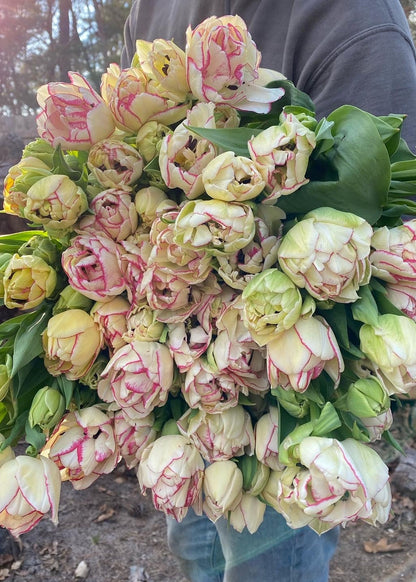 Bouquet of white tulips with pink edges held by a person outdoors.