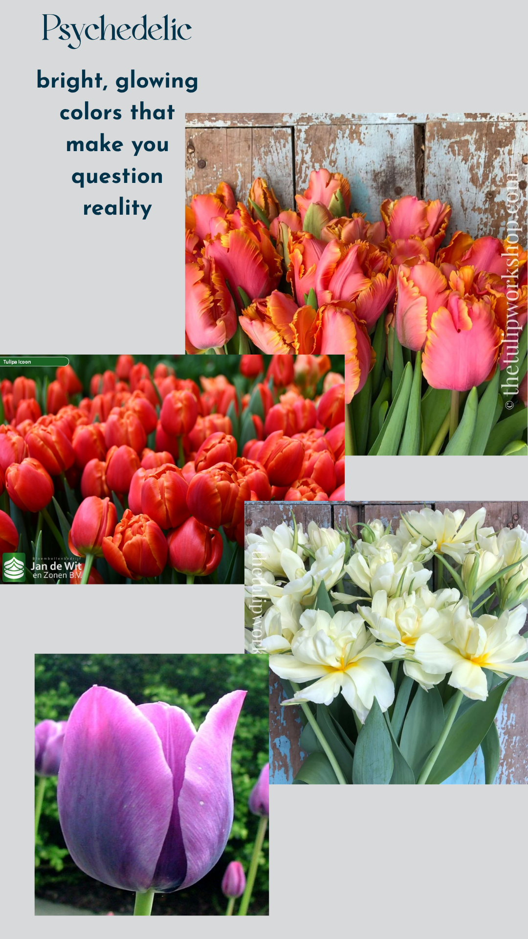 Specialty Tulip Bulbs