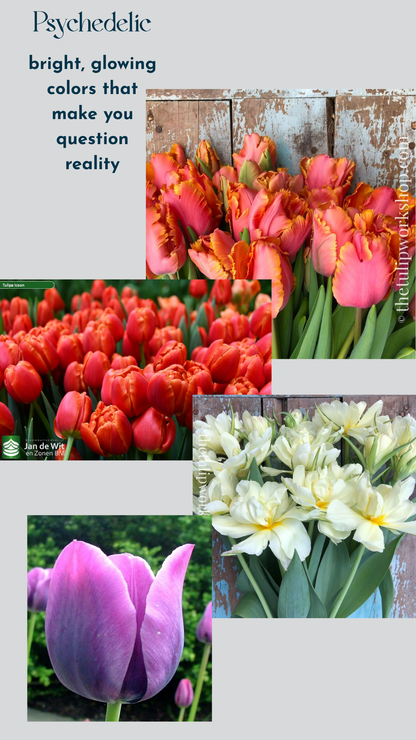 Specialty Tulip Bulbs