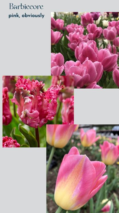 Specialty Tulip Bulbs