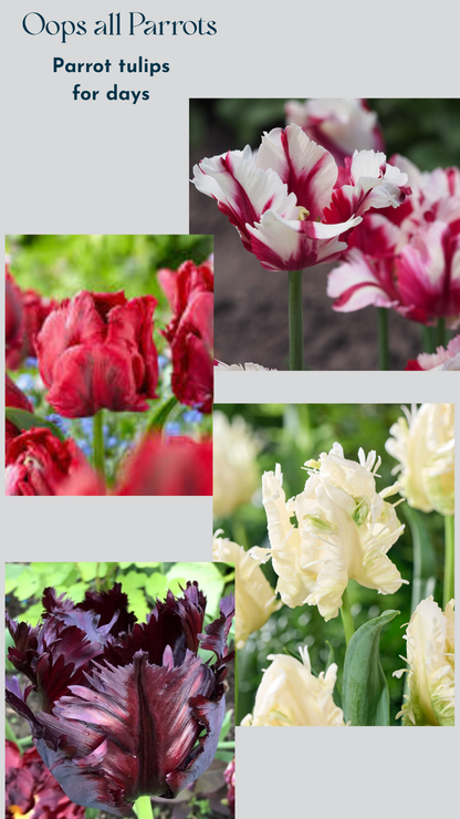 Specialty Tulip Bulbs