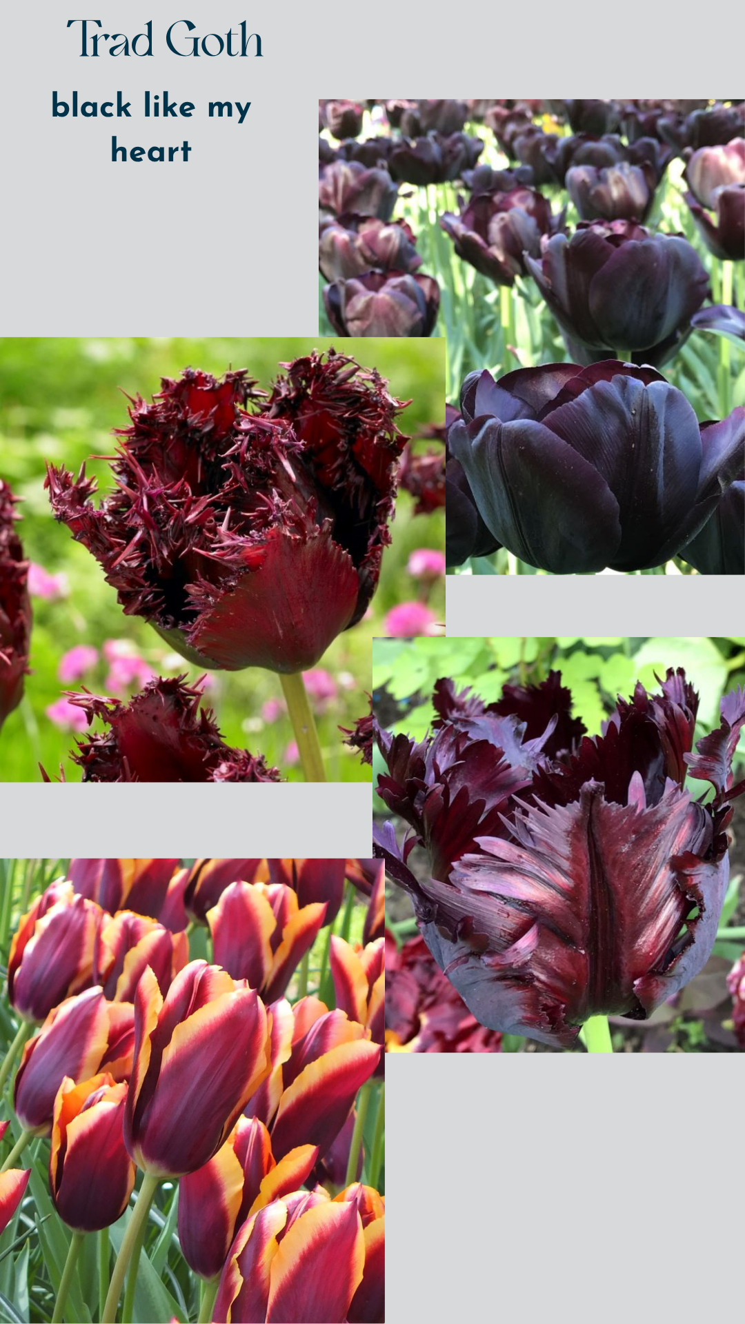 Specialty Tulip Bulbs