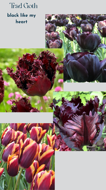 Specialty Tulip Bulbs