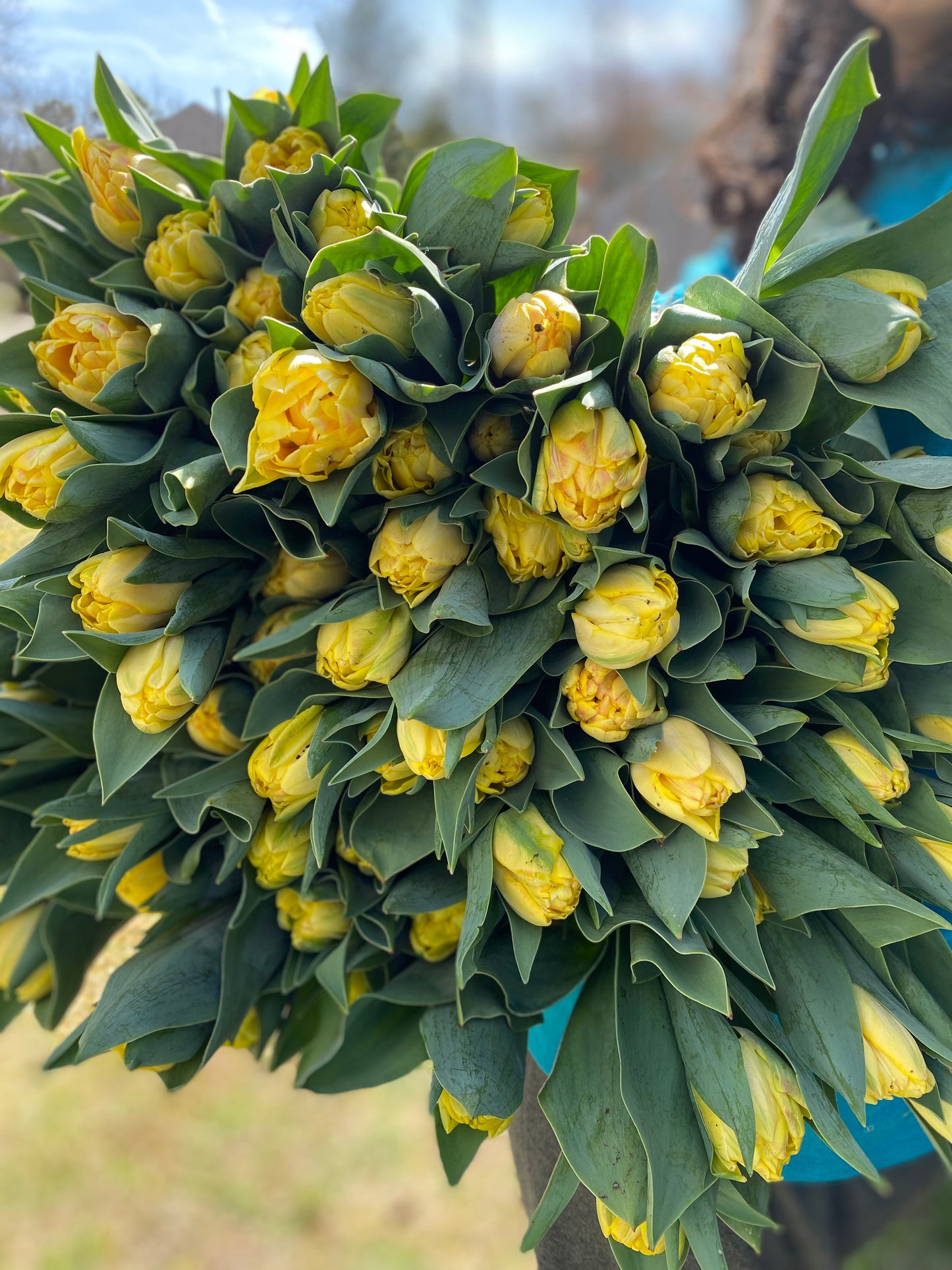 Bouquet of New Jersey grown yellow tulips with green leaves on a blurred natural background