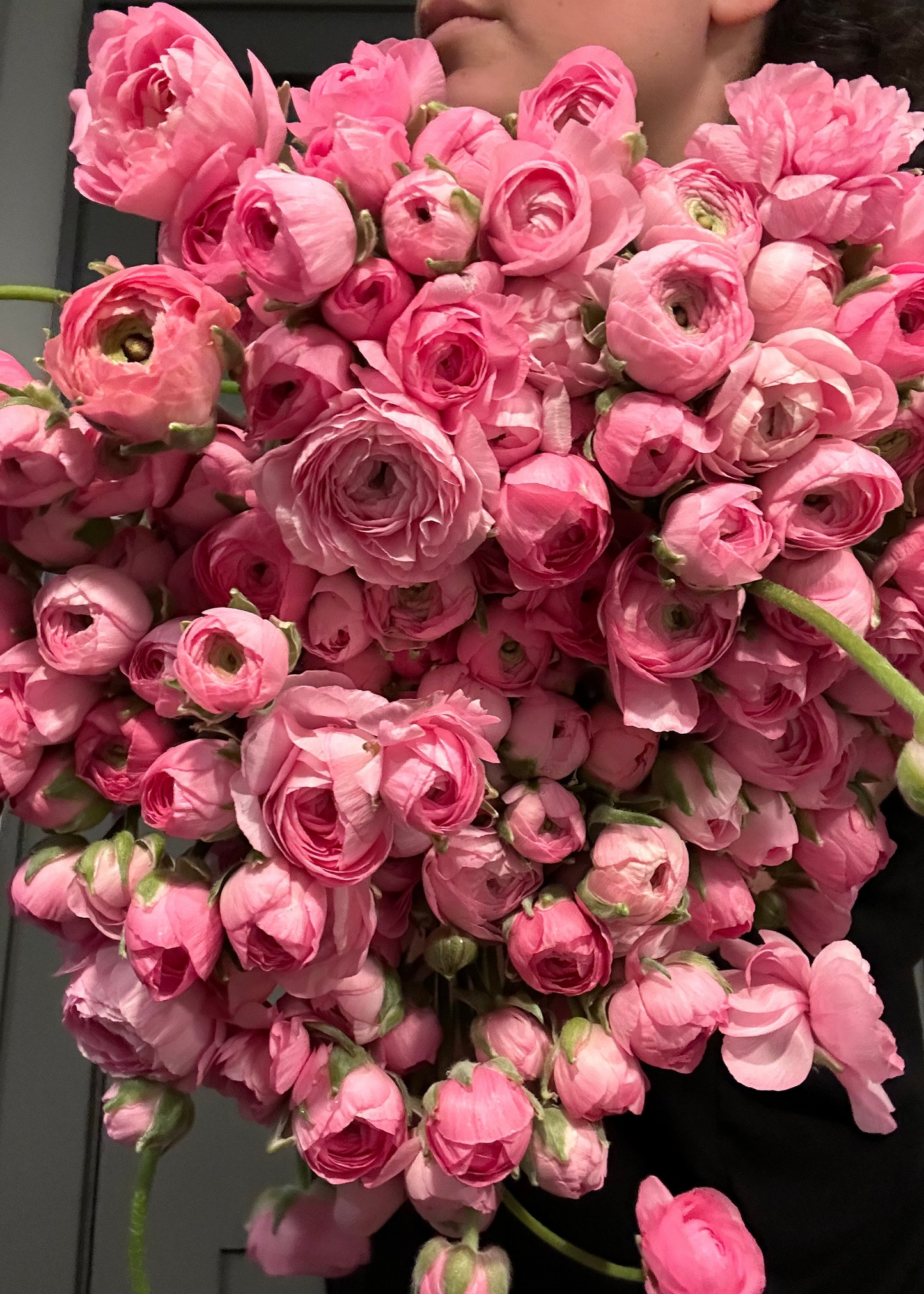 Bouquet of New Jersey grown pink ranunculus flowers held by the farmer against a dark background.