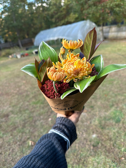 Heirloom Chrysanthemum Rooted Cutting