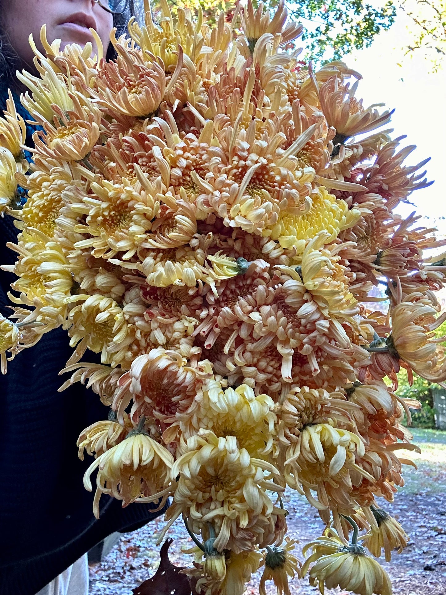Heirloom Chrysanthemum Subscription - Fall 2026