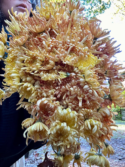 Heirloom Chrysanthemum Subscription - Fall 2026