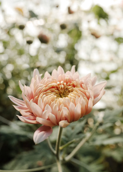Heirloom Chrysanthemum Rooted Cutting