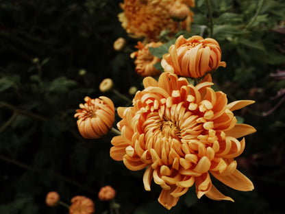 Heirloom Chrysanthemum Rooted Cutting