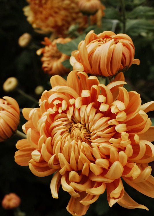 Heirloom Chrysanthemum Subscription - Fall 2026
