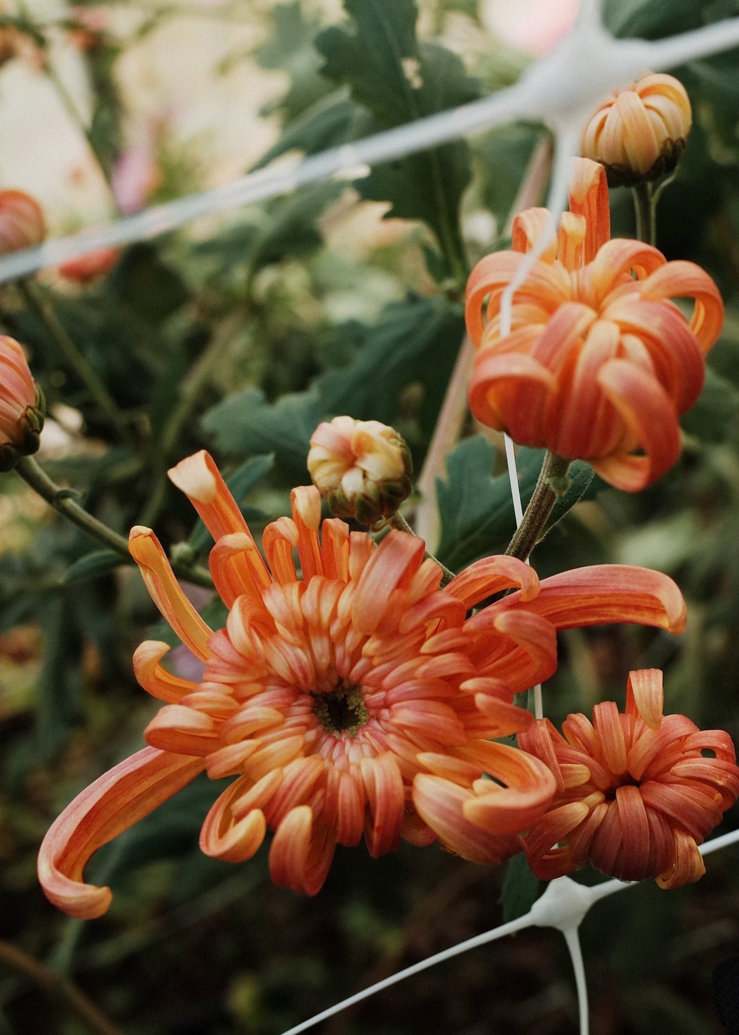 Heirloom Chrysanthemum Rooted Cutting