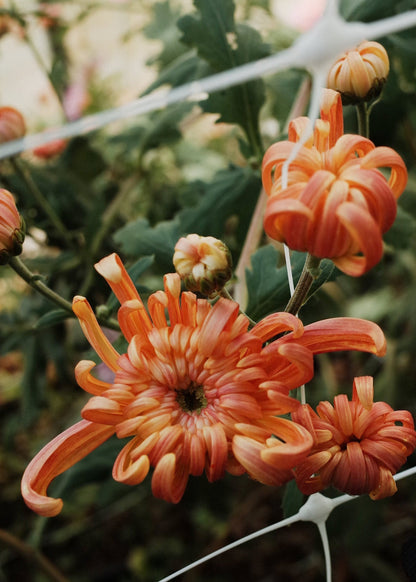 Heirloom Chrysanthemum Rooted Cutting