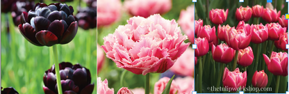 Specialty Tulip Bulbs