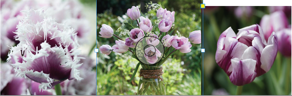 Specialty Tulip Bulbs