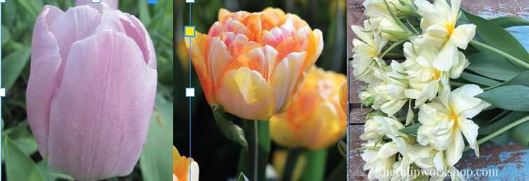 Specialty Tulip Bulbs