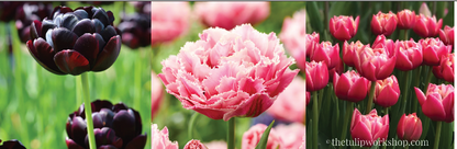 Specialty Tulip Bulbs