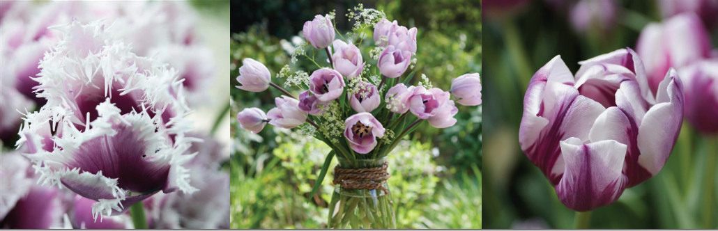 Specialty Tulip Bulbs