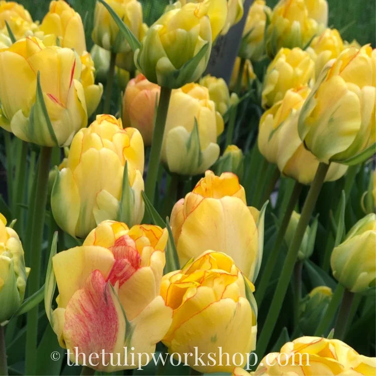 Specialty Tulip Bulbs