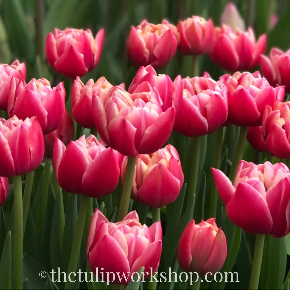 Specialty Tulip Bulbs