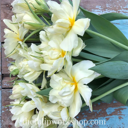 Specialty Tulip Bulbs