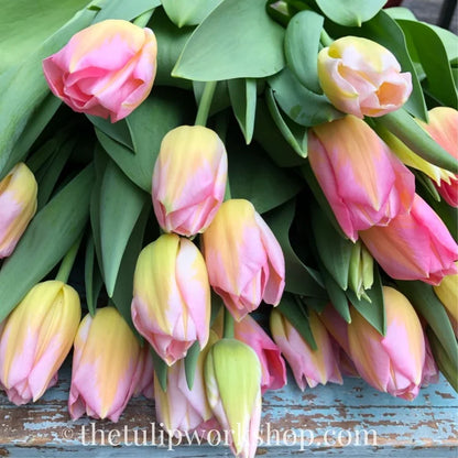 Specialty Tulip Bulbs