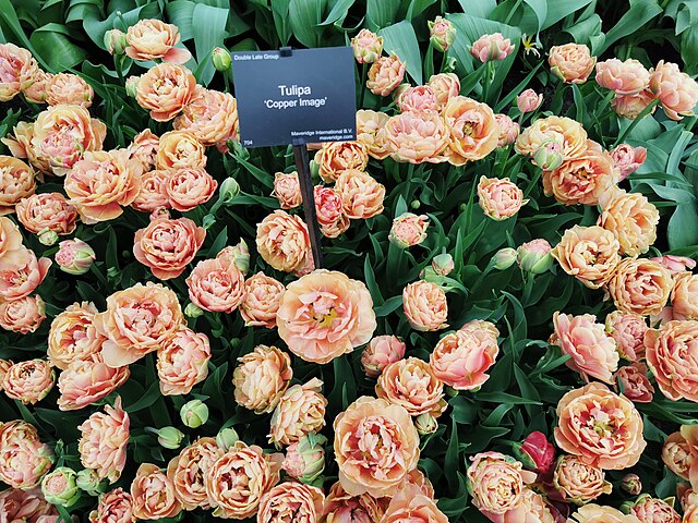 Specialty Tulip Bulbs