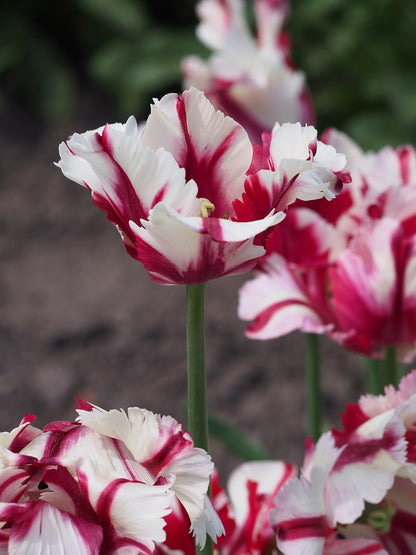 Specialty Tulip Bulbs
