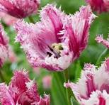 Specialty Tulip Bulbs