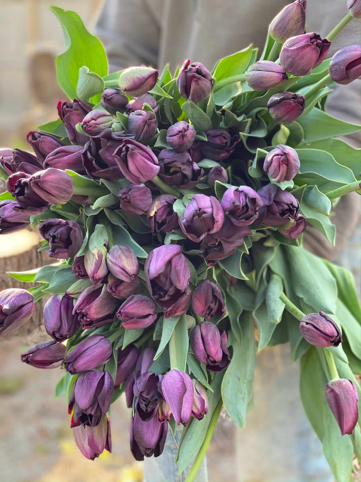 Tulip Share by Mail image 4