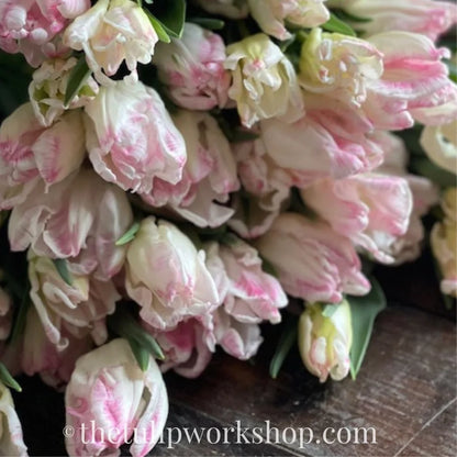 Specialty Tulip Bulbs