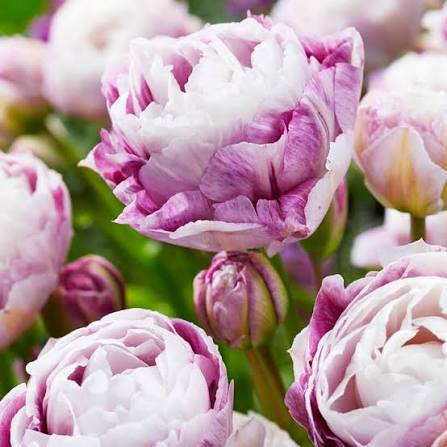 Specialty Tulip Bulbs