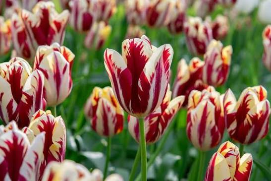 Specialty Tulip Bulbs