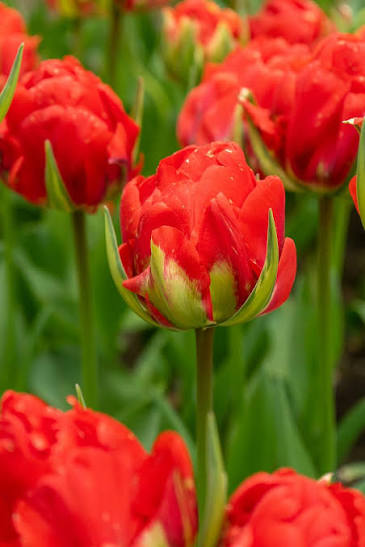 Specialty Tulip Bulbs