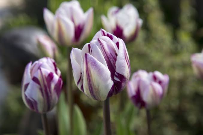 Specialty Tulip Bulbs