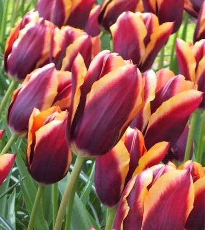 Specialty Tulip Bulbs